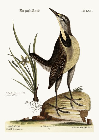 The Large Lark by Mark Catesby